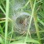 nursery web spider